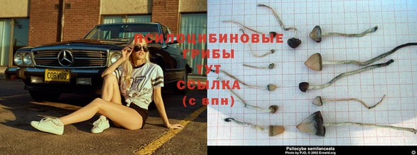 СК Алексин